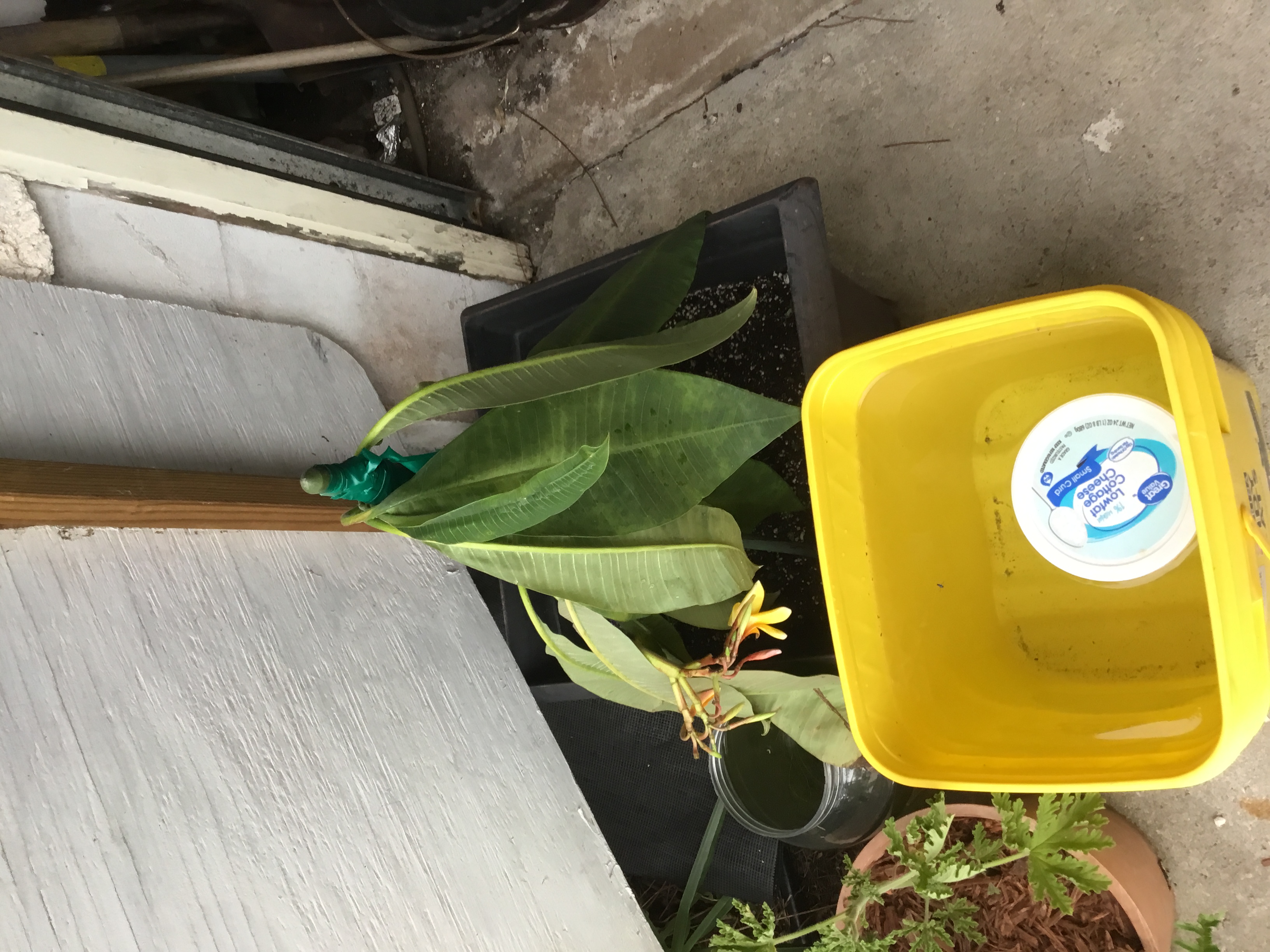 Plumeria rubra var. acutifolia (Pagoda Tree, frangipani).JPG